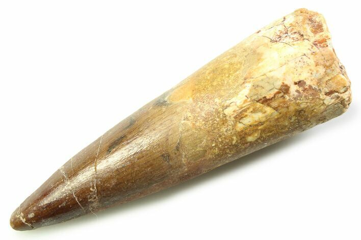 Fossil Spinosaurus Tooth - Real Dinosaur Tooth #357763